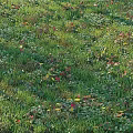 Lush Green Grass Field With Colorful Fallen Leaves And Small White Flowers