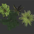 Indoor Green Plants In Modern Gray And Light Green Pots On Wooden Stands