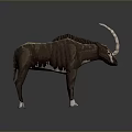 Unique Brown Animal With Long Curved Horns Standing On Dark Surface