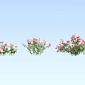 Three Lush Pink Flower Bushes with Green Leaves Against Light Blue Background
