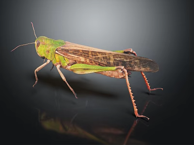 Green Grasshopper With Long Hind Legs Detailed Wings And Reflection On Black Background 3d model