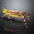 Green Grasshopper With Long Hind Legs Detailed Wings And Reflection On Black Background
