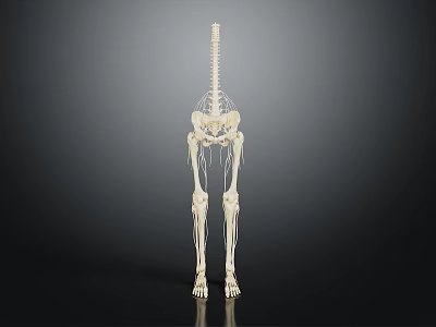 Animal Organ Skeleton Anatomy With Detailed Bone Structure And Hair Reference Features 3d model