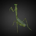 Modern mantis insect mantis reptile 3d model