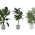 Various Leafy Potted Plants in White Pots on Wooden Floor with White Wall