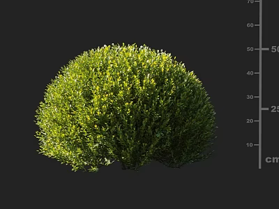 Pruned Round Evergreen Garden Shrub With Dense Green Foliage And Cm Scale 3d model