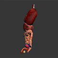 Abdominal Organs Anatomical Structure 3D Rendering Showing Human Body Internal Organs 3d model