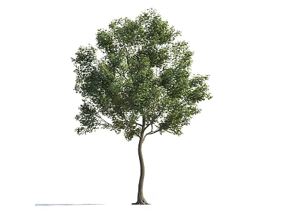 Tall Single Arbor Tree With Lush Green Leaves And Brown Trunk 3d model