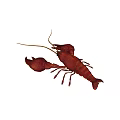 Red Lobster As Fresh Aquatic Seafood With Claws And Antennae On White Background