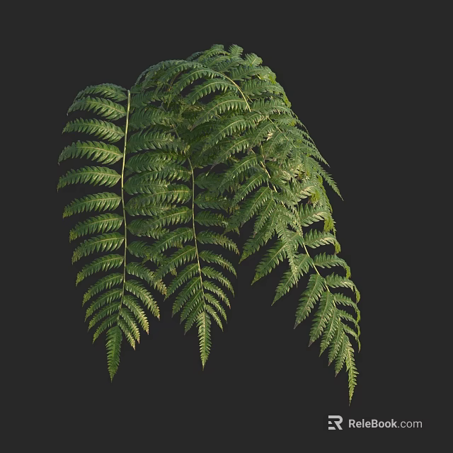 Natural Green Fern Leaves With Lush Vibrant Foliage On Dark Background 3d model 