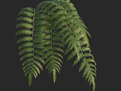 Natural Green Fern Leaves With Lush Vibrant Foliage On Dark Background 3d model