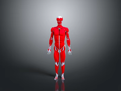 Human Organ Muscular System Anatomical Model Red Body Structure 3D Rendering 3d model