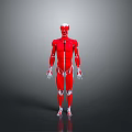 Human Organ Muscular System Anatomical Model Red Body Structure 3D Rendering