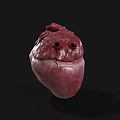 Human Heart As Chest Organ 3D Rendering With Anatomical Structure And Vascular Details