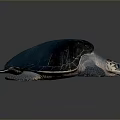 Dark Blue Sea Turtle With Textured Shell And Webbed Flippers On Gray Surface
