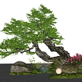 landscape modeling old tree big arbor courtyard tree old pile tree 3d model