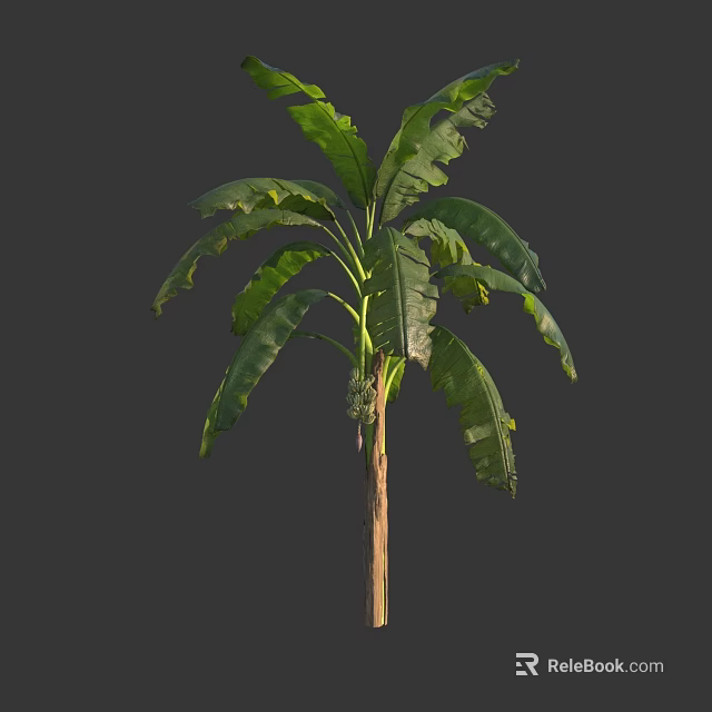 Healthy Banana Tree Displaying Large Green Leaves And Robust Trunk In Natural Habitat 3d model 