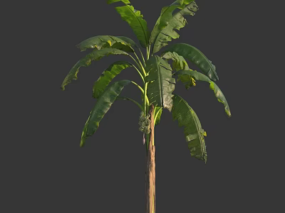 Healthy Banana Tree Displaying Large Green Leaves And Robust Trunk In Natural Habitat 3d model