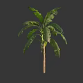 Healthy Banana Tree Displaying Large Green Leaves And Robust Trunk In Natural Habitat