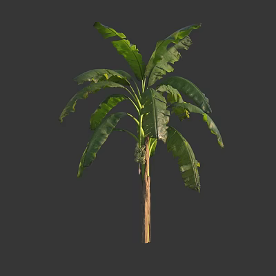 Healthy Banana Tree Displaying Large Green Leaves And Robust Trunk In Natural Habitat 3d model