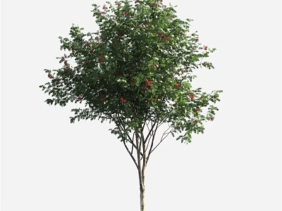 Decorative Ornament Set with Green Leaves and Red Fruits for Home Interior Decoration 3d model
