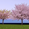 Two Beautiful Arbor Trees With Pink Blossoms Against Blue Sky And Green Grass