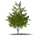 Tree 3d model