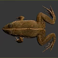 Brown Frog With Dorsal Stripe Close Up On Gray Background Shiny Skin Texture