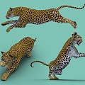 Modern leopard leopard leopard 3d model