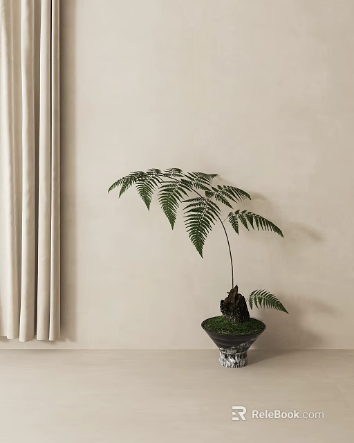 Bonsai Fern Plant In Black Pot With Beige Wall And Gray Curtain 3d model 