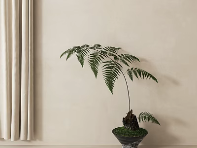 Bonsai Fern Plant In Black Pot With Beige Wall And Gray Curtain 3d model