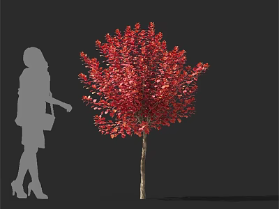 Red Foliage Tree With Female Silhouette Standing Beside On Black Background 3d model