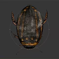 Flying Beetle With Black And Orange Hard Shell Body On Dark Background Close Up