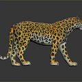 Leopard 3D Model With Yellow And Black Spots Standing On Black Background With Reflection 3d model