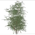 Tall Green Bamboo Plant Standing In Light Sand Ground With Blue Sky And White Clouds