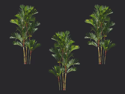 Clustered Arbor Trees With Lush Green Feathery Fronds And Red Stems 3d model
