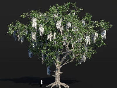 Towering Tree With Lush Green Leaves Spanish Moss And Thick Trunk In Natural Scene 3d model
