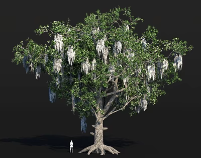 Towering Tree With Lush Green Leaves Spanish Moss And Thick Trunk In Natural Scene 3d model