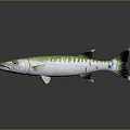 Green And White Fish With Black Tail Yellow Eyes On Gray Background With Reflection