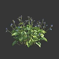 Vibrant Blue Small Flowers With Green Leaves Fresh Plant Foliage