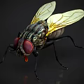 Close up of a Fly with Red Eyes Transparent Wings Black Body on Dark Background