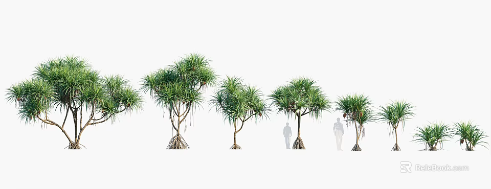 Various Sizes of Green Leafy Trees with Trunk Details and Human Silhouette for Scale 3d model 