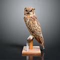 Detailed Owl Taxidermy Mounted on Wooden Base with Clear Support