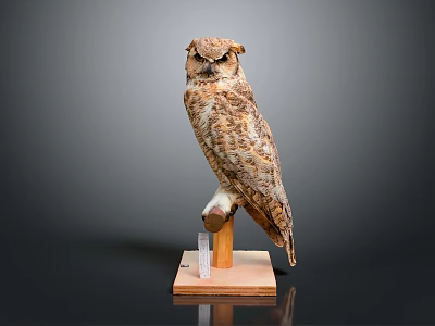 Detailed Owl Taxidermy Mounted on Wooden Base with Clear Support 3d model