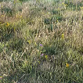 Wildflowers And Green Grass Growing In Natural Outdoor Field With Yellow Blooms