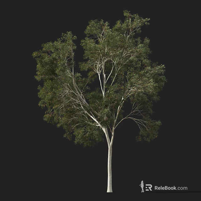 Tall Arbor Tree With Green Leaves And White Trunk Isolated On Black Background 3d model 