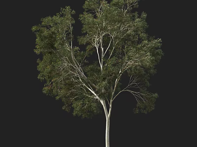 Tall Arbor Tree With Green Leaves And White Trunk Isolated On Black Background 3d model