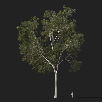 Tall Arbor Tree With Green Leaves And White Trunk Isolated On Black Background 3d model