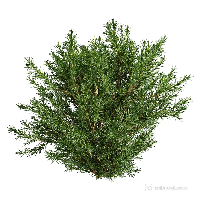 Lush Evergreen Arbor With Dense Green Foliage And Slender Branches 3d model 
