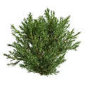 Lush Evergreen Arbor With Dense Green Foliage And Slender Branches